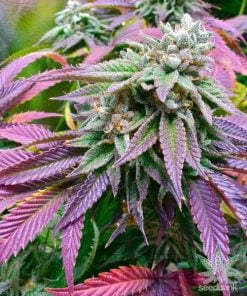 coucher de soleil-sorbet-cannabis-seeds_grande