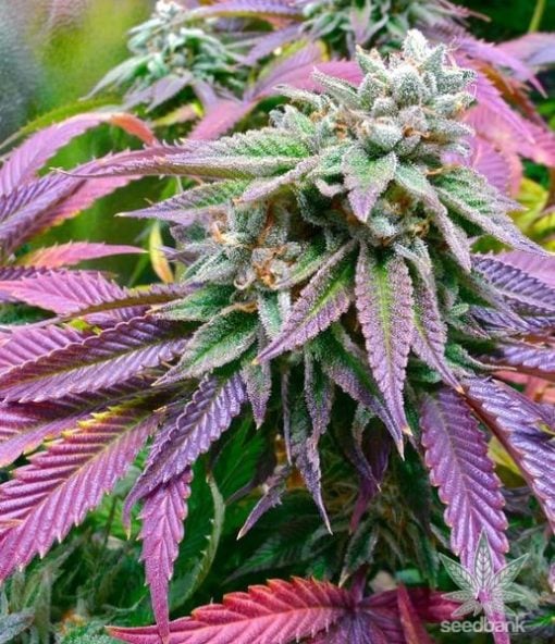 coucher de soleil-sorbet-cannabis-seeds_grande