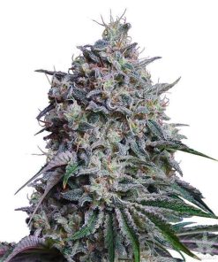 Sweet-Tooth-Seeds-feminisierte-Marihuana-Samen