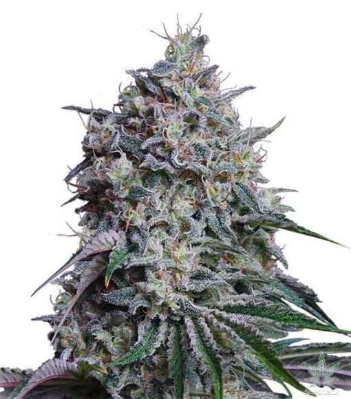 Sweet-Tooth-Seeds-feminisierte-Marihuana-Samen