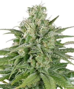 UK Cheese Seeds USA