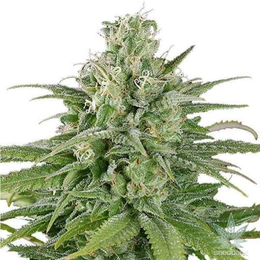 UK Cheese Seeds USA