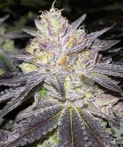 Wedding Cake seeds high thc wedding cake strain USA