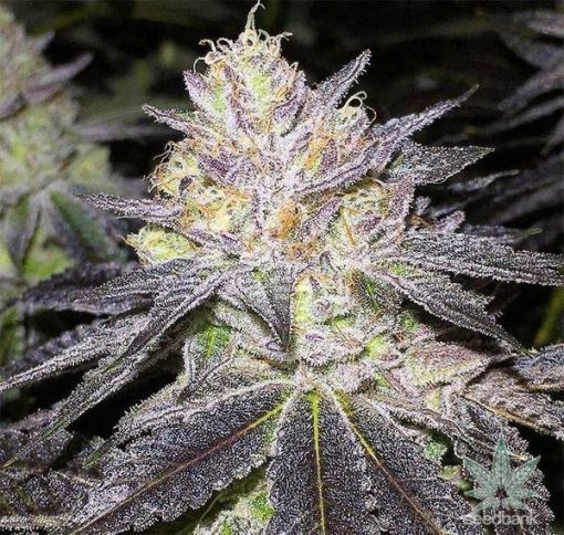 Wedding Cake seeds high thc wedding cake strain USA