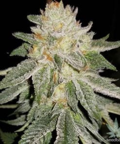 Wedding cake feminized seeds