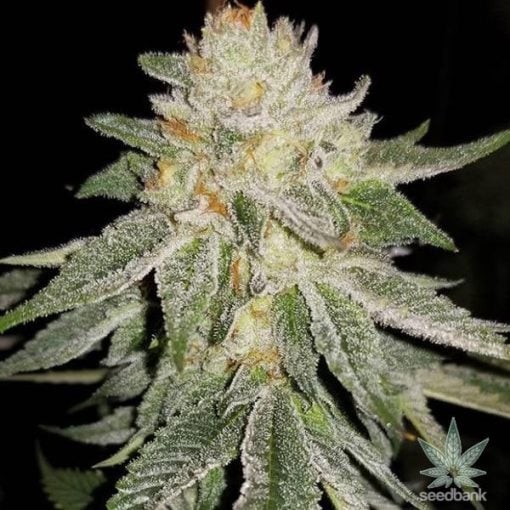 Wedding cake feminized seeds