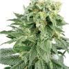 white rhino cannabis seeds