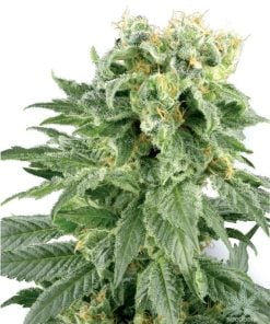 graines de cannabis rhinocéros blanc