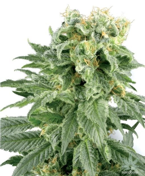 white rhino cannabis seeds