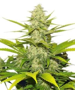 feminized white widow seeds