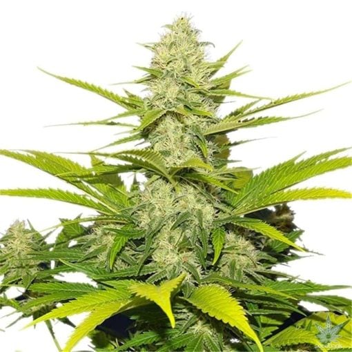 feminized white widow seeds