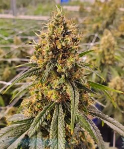 CBD_super_silver_haze_seeds_feminized_cannabis_seeds_for_sale_online_usa