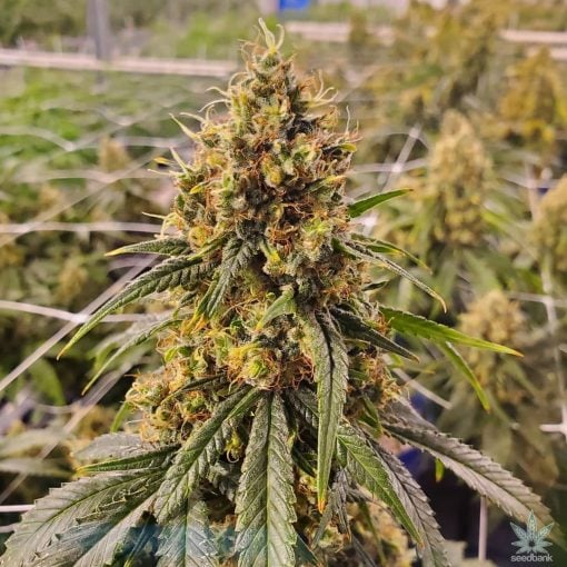 CBD_super_silver_haze_seeds_feminized_cannabis_seeds_for_sale_online_usa