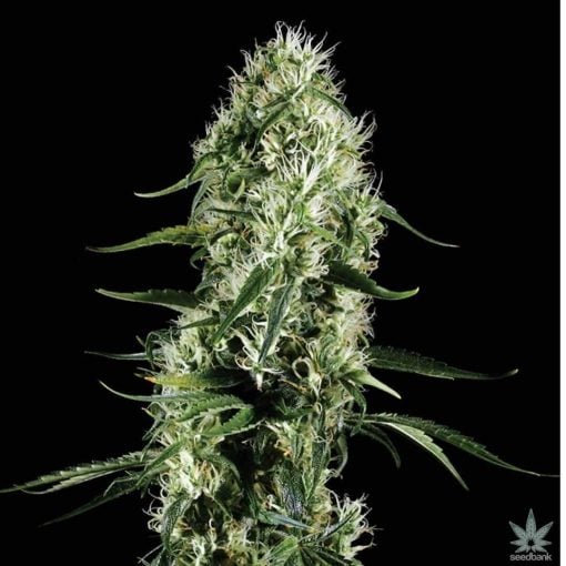 CBD_super_silver_haze_seeds_feminized_cannabis_seeds_online