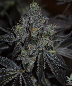 CBD_super_silver_haze_seeds_feminized_cannabis_seeds_usa