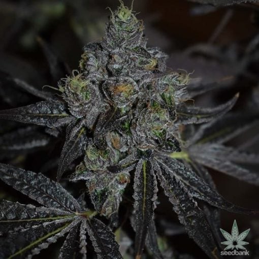 CBD_super_silver_haze_seeds_feminized_cannabis_seeds_usa