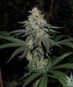 CBD_super_silver_haze_seeds_feminized_marijuana_seeds_usa