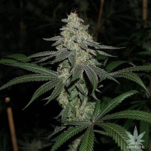 CBD_super_silver_haze_seeds_feminized_marijuana_seeds_usa