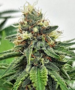 auto ak 47 strain cannabis seeds