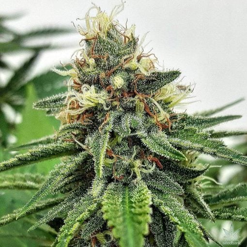 auto ak 47 strain cannabis seeds