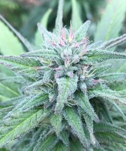 ak-47-seeds-cannabis-strain-ak47-marijuana-usa