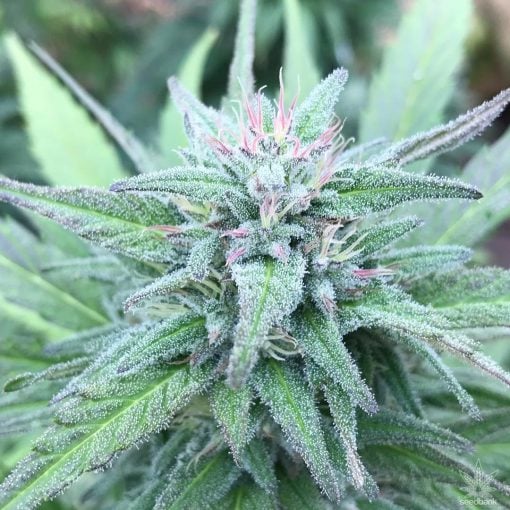 ak-47-seeds-cannabis-strain-ak47-marijuana-usa