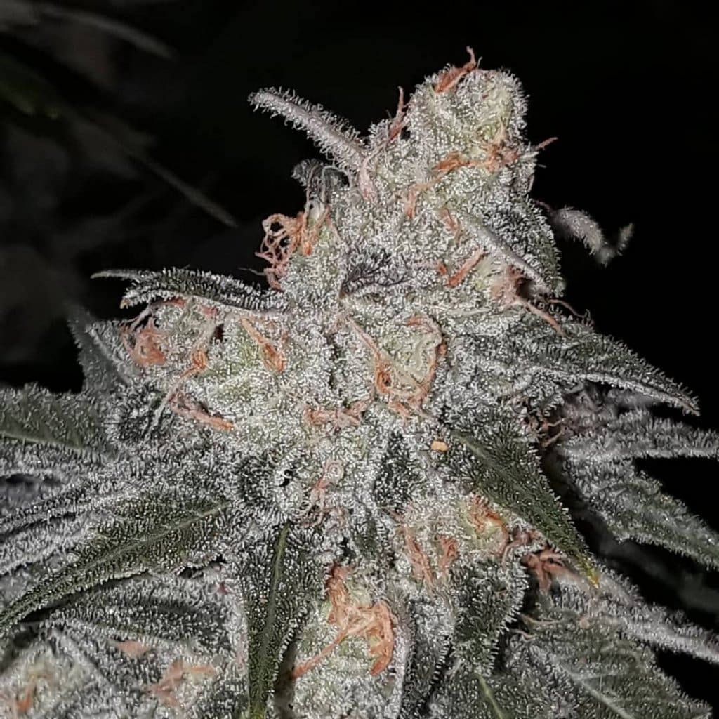 bubblegum kreepture
