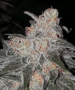 bubblegum-seeds-cannabis-marijuana-usa