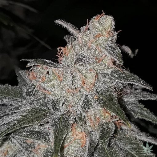 bubblegum-seeds-cannabis-marijuana-usa