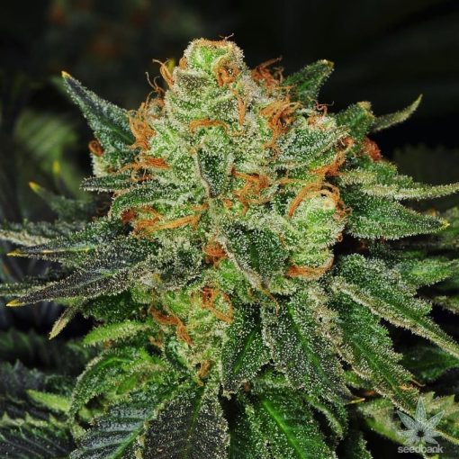 bubblegum-strain-cannabis-seeds