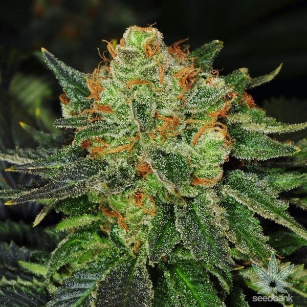 Bubblegum Strain Buy Cannabis Bubblegum Seeds Online