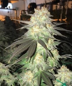 semillas-de-cannabis-variedad-bubblegum-semillas-de-chicle-burbuja