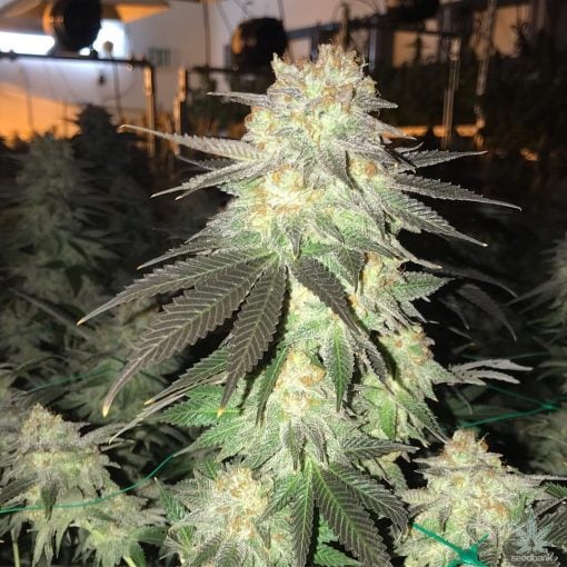 bubblegum-strain-cannabis-seeds-bubble-gum-seeds