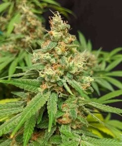 feminized critical mass seeds cannabis usa