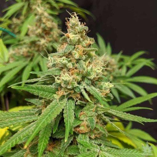 feminized critical mass seeds cannabis usa