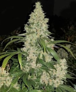 critical mass seeds