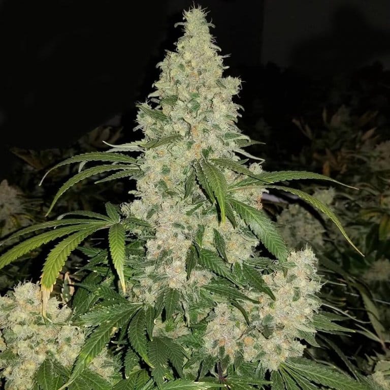 critical mass seeds critical mass strain seed bank critical mass seeds critical mass strain seed bank
