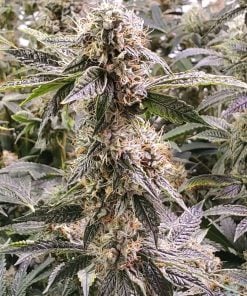 feminized fire og seeds