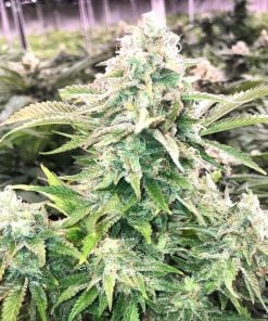 fire og seeds feminized kush seeds usa