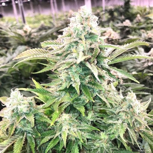 fire og seeds feminized kush seeds usa