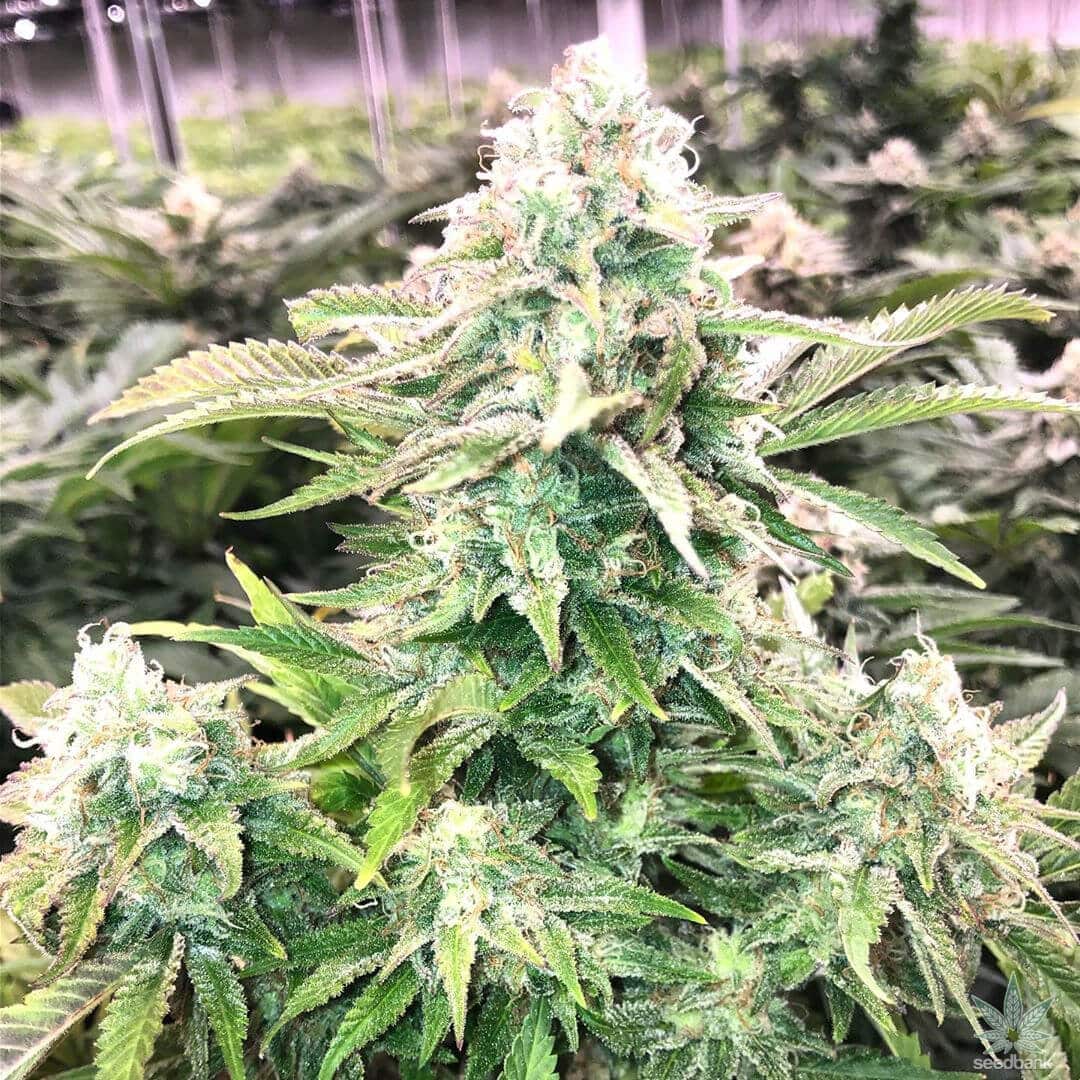 FIRE OG strain - Buy Fire OG Seeds - Premium Cannabis Seeds