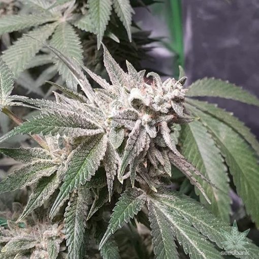 la-confidential-strain-la-confidential-seeds-weed