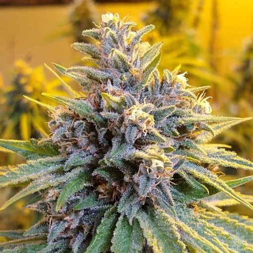 la-confidential-strain-la-confidential-seeds-weed-strain-marijuna