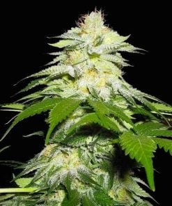 graines de cannabis de souche fire og