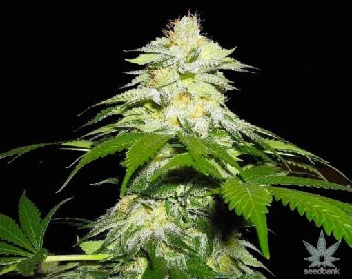 fire og strain cannabis seeds