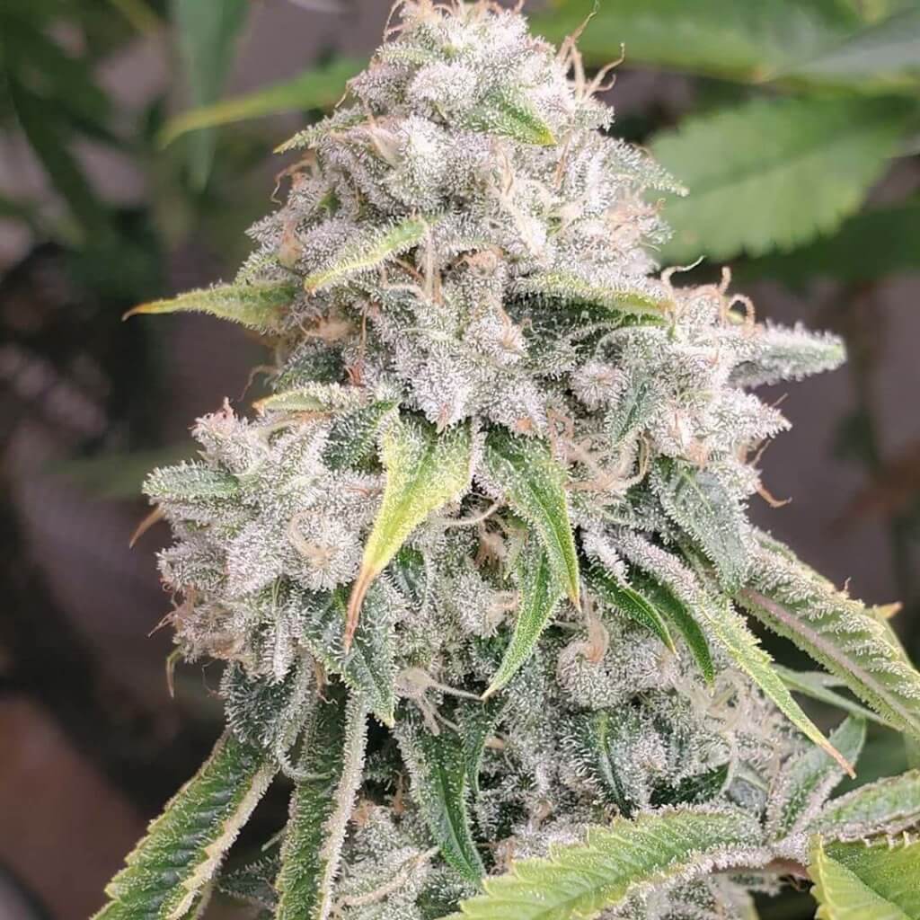 Skywalker OG Strain Skywalker OG Seeds Feminized OG Skywalker