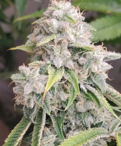 skywalker_og_cannabis_seeds