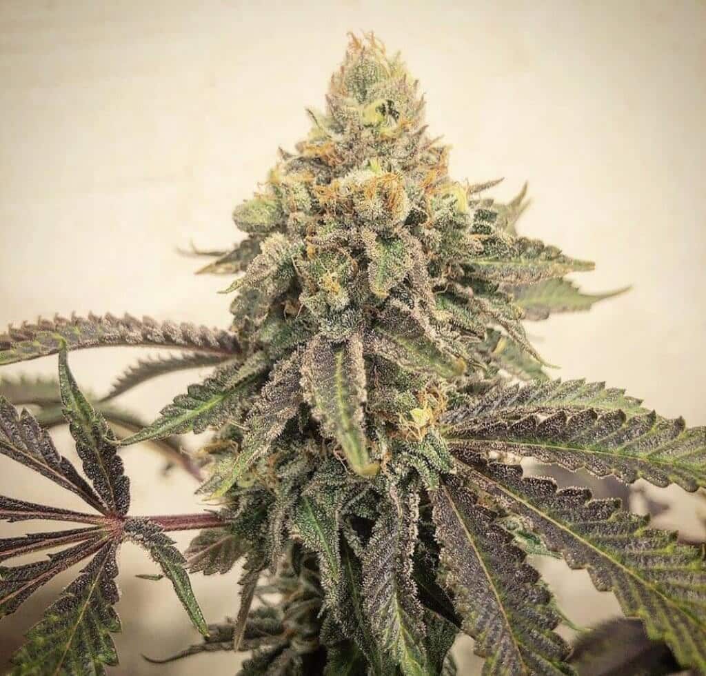 packwoods cookies and cream