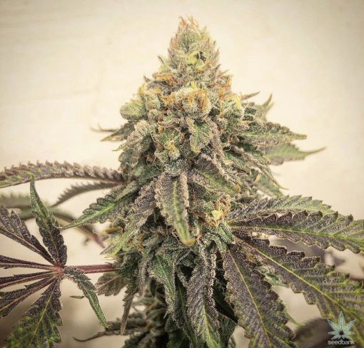 skywalker_og_kush_seeds