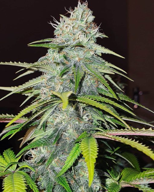 skywalker_og_strain_kush_cannabis_seeds